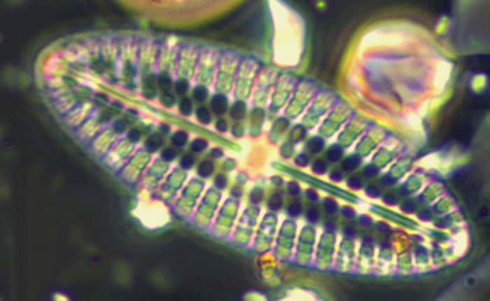 Métiers du Muséum - La vie microscopique du Léman