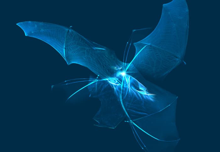 Nuit des chauves-souris