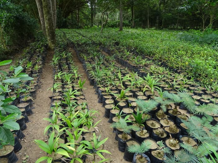 Multipalms, un projet transdisciplinaire pour la conservation des palmiers indigènes de l’Afrique de l’Ouest