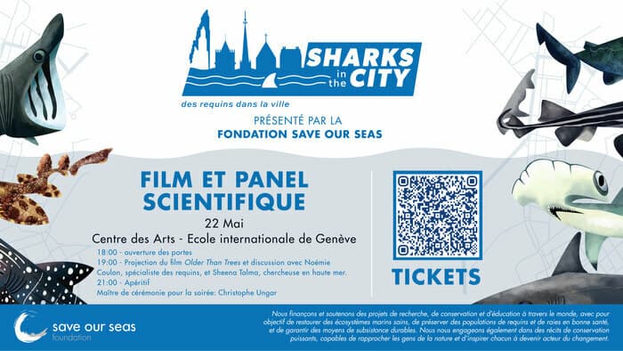 Sharks in the City