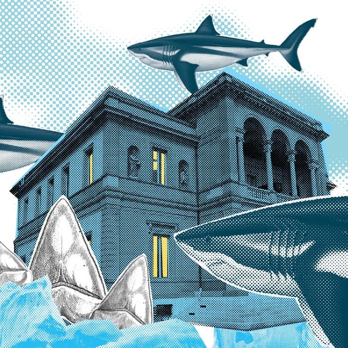 Le mégalodon, en voilà un gros poisson !
