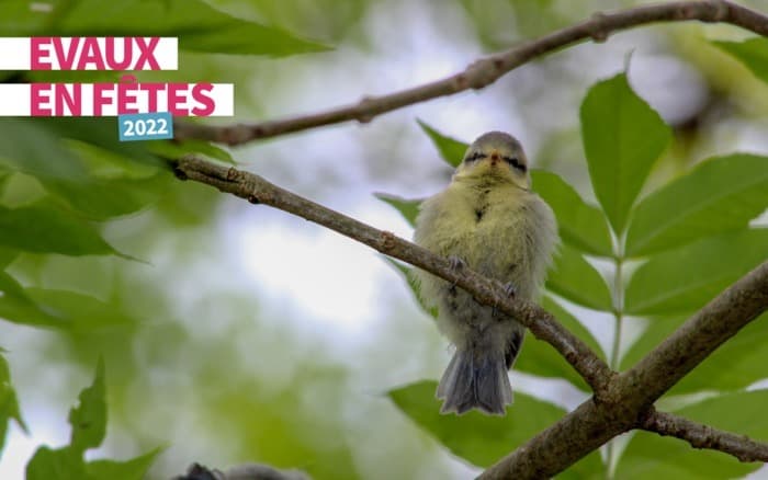 Découverte des oiseaux - Parc des Evaux