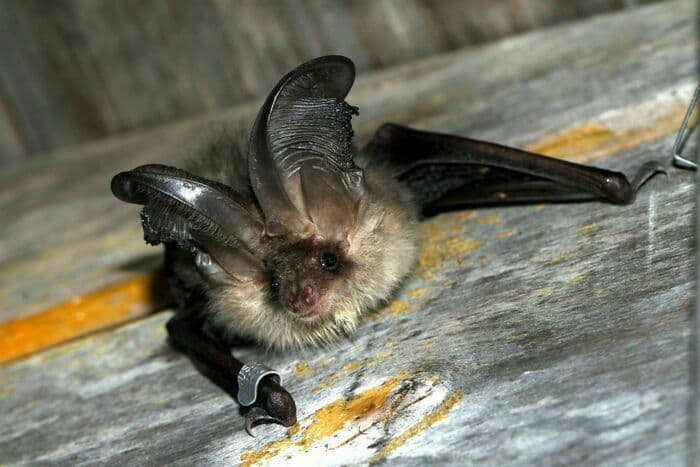 À la découverte des chauves-souris