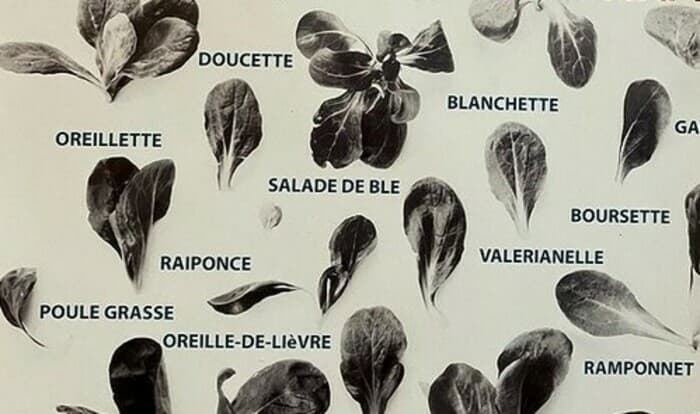 Marché de plantons d'automne