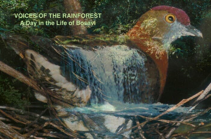 Projection du documentaire de Steven Feld «Voices of the Rainforest. A Day in the Life of Bosavi».