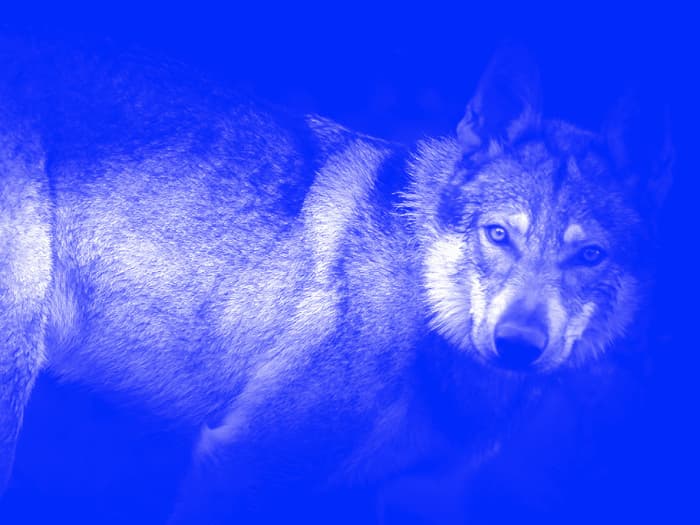 Les animaux sans nous - Festival Histoire et Cité