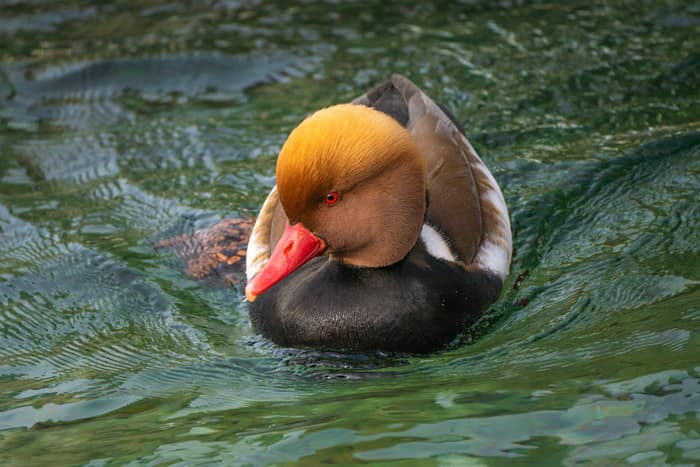 Les ailes du Léman : découvrir les oiseaux - Animation famille