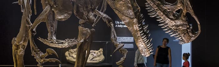 Géosciences: Coraux et T-Rex