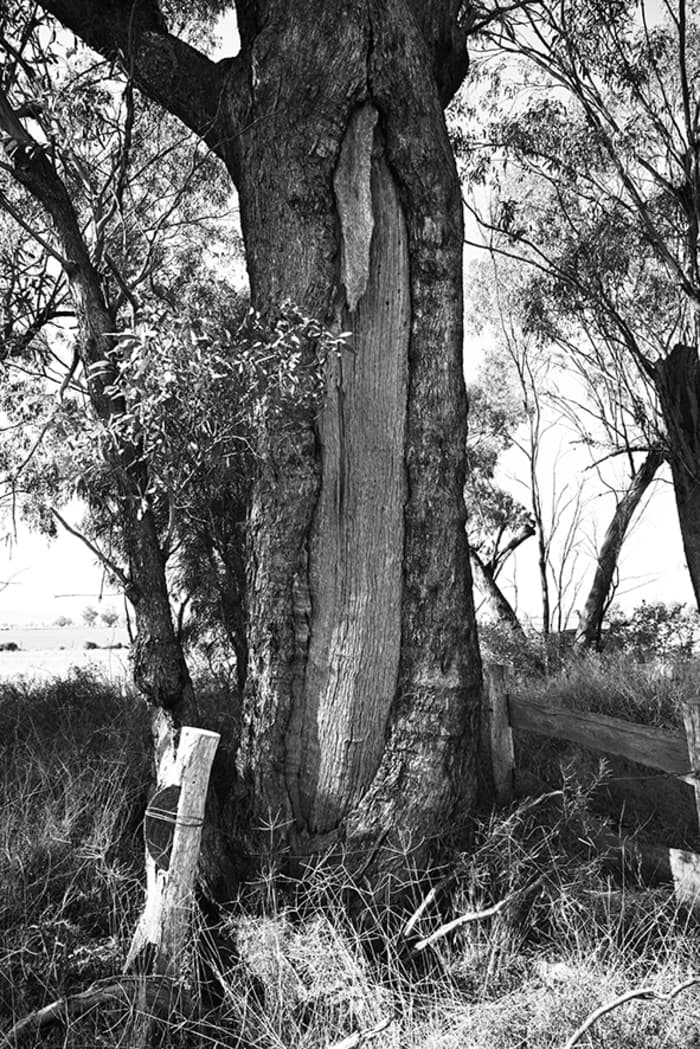 Rencontre-cérémonie aborigène : Se connecter au Pays. L'action des peuples premiers et la connaissance des arbres gravés