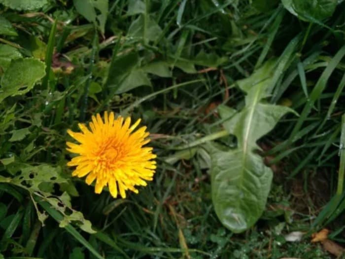 Atelier plantes sauvages comestibles et re-connexion avec le sauvage