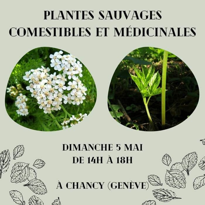 Sortie plantes sauvages comestibles et médicinales à Chancy