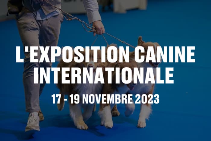 L'exposition canine internationale