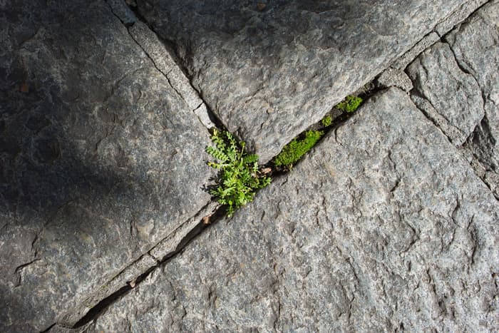 Biodiversité: affaire classée ?