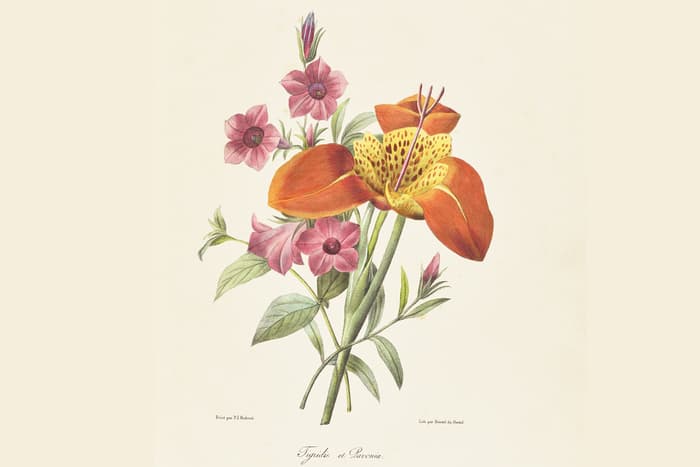 Trésors de l’illustration botanique : XVe – XIXe siècles
