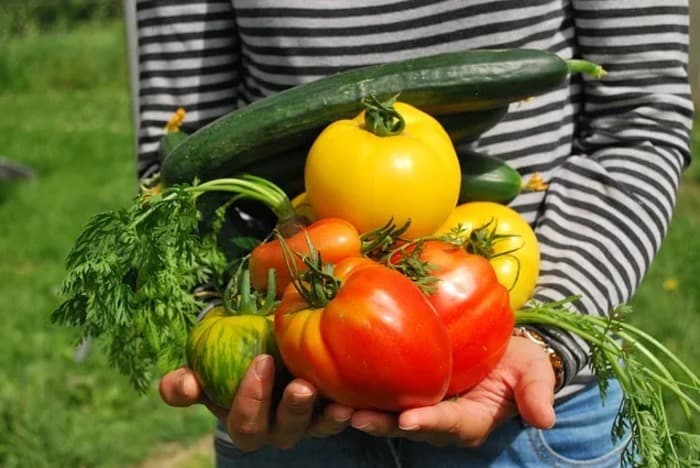 Créer son potager urbain bio - cycle de cours théoriques et pratiques