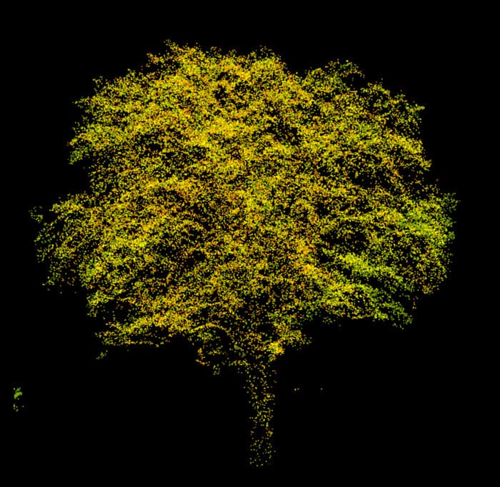 La technologie Lidar, support de connaissance et de gestion du patrimoine arboré
