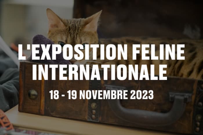 L'exposition féline internationale
