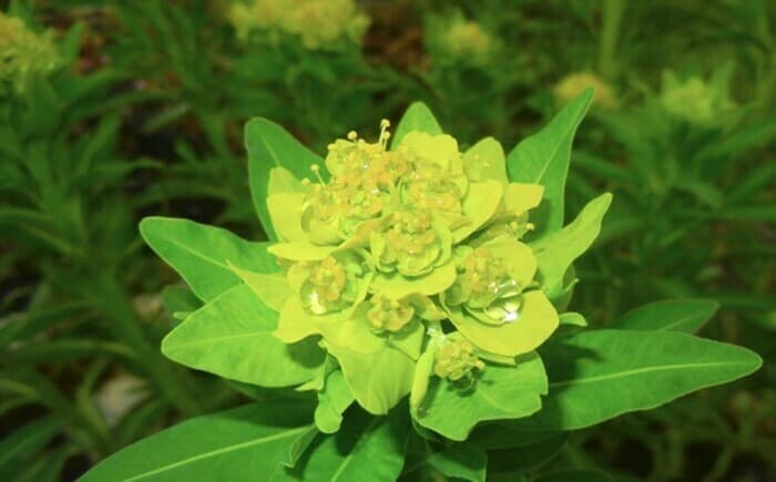 Reconnaître et identifier les plantes toxiques de nos jardins