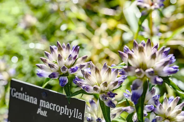 Changement climatique et Plantes Alpines : à la découverte des plantes que nous cultivons au jardin alpin La Linnaea, en Valais.