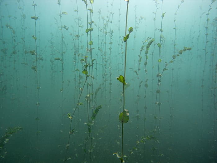 Herbiers sous-lacustres : les secrets des plantes du Léman
