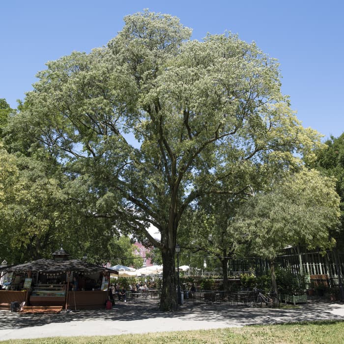 Balade au fil des arbres: porter son regard plus haut