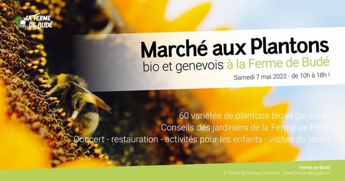 Marché aux plantons
