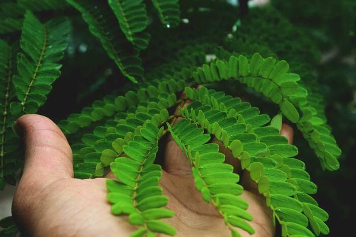 Plantes multiformes, plantes couteau-suisse
