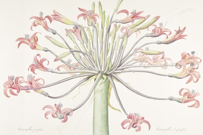 Pierre-Joseph Redouté, un maître de l’illustration botanique