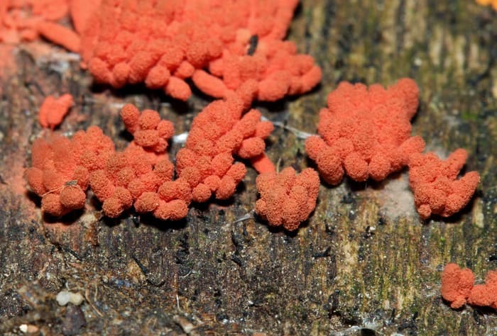 Le monde microscopique des Myxomycètes