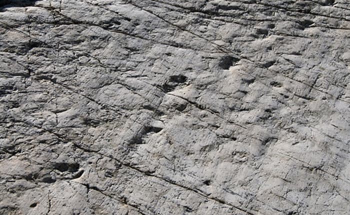 Les fossiles et l'histoire de la Terre