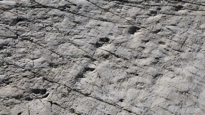 Les fossiles et l'histoire de la Terre