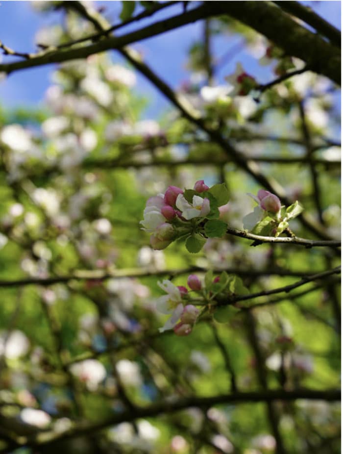 Festin Fruité au Verger d'Onex