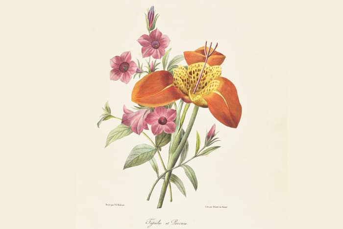 A la découverte des trésors de l'illustration botanique