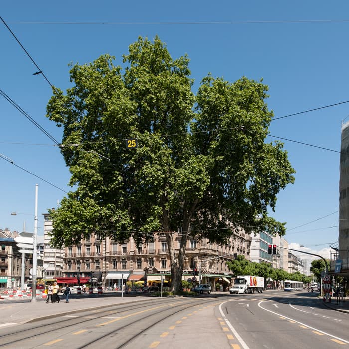 La Ville prend soin de ses arbres!