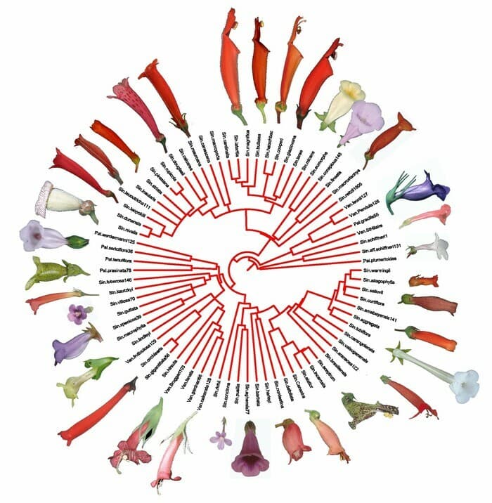 Pourquoi les fleurs sont-elles si diverses ?