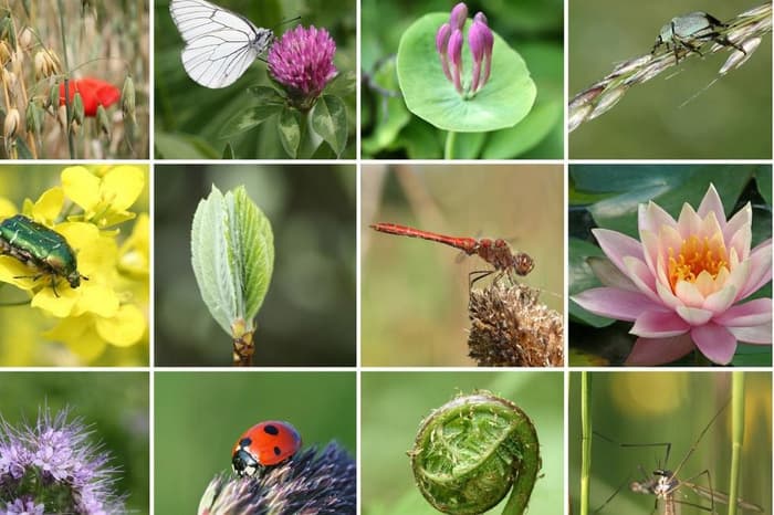 Notre Biodiversité: Jeu de memory