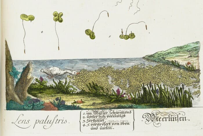 Verts d’eaux – plantes aquatiques d’ici et d’ailleurs