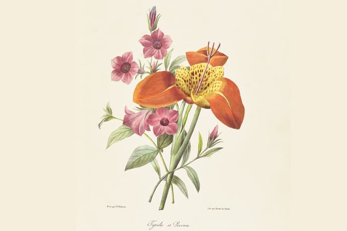 Trésors de l’illustration botanique : XVe – XIXe siècles