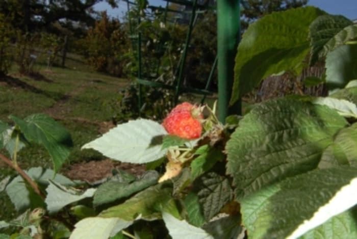 Visite de la collection de petits fruits du CJBG
