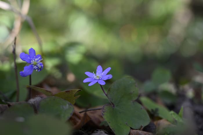 Floraisons d’hiver dans les Rocailles