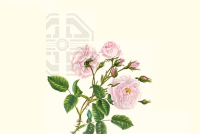 Visites guidées du jardin de roses