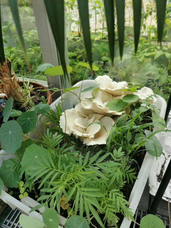Des champignons à cultiver