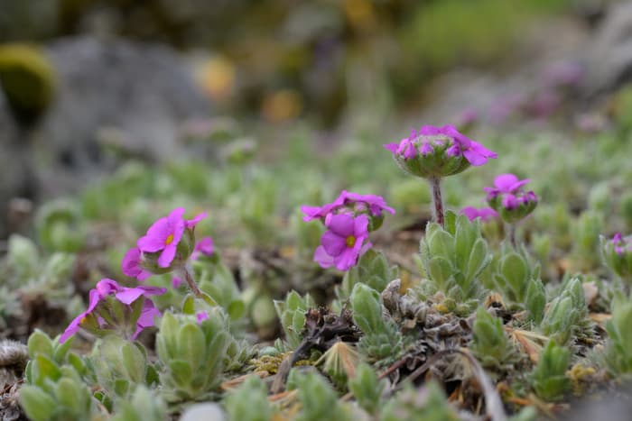 Adaptation des plantes alpines à leurs milieux