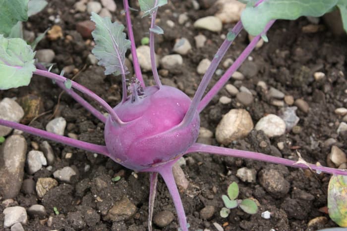 Les origines sauvages de nos légumes : voyage au cœur de notre herbier et de notre potager