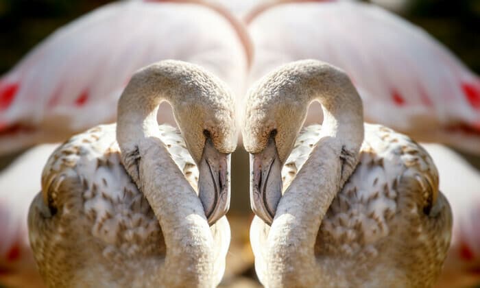 Parades amoureuses des animaux