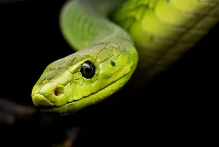 Exposition Snakebite