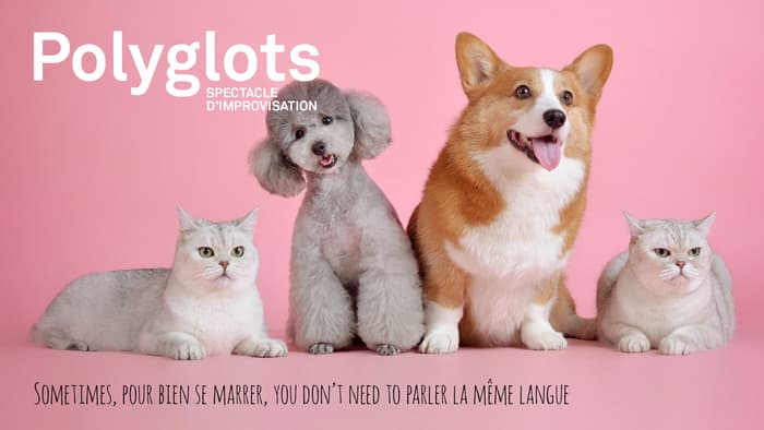 Polyglots - Spectacle d'improvisation multilingue