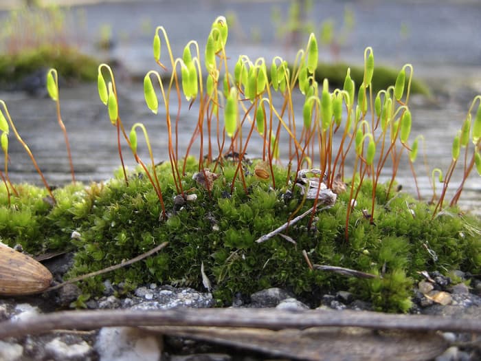 Plongeon miniature dans le monde merveilleux des mousses