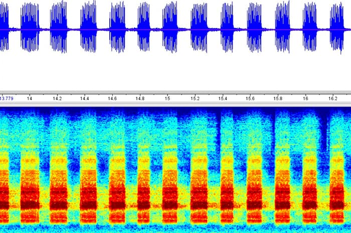 Histoire et quiz sonore d’animaux insolites