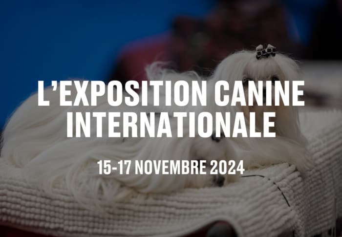 L'exposition canine internationale